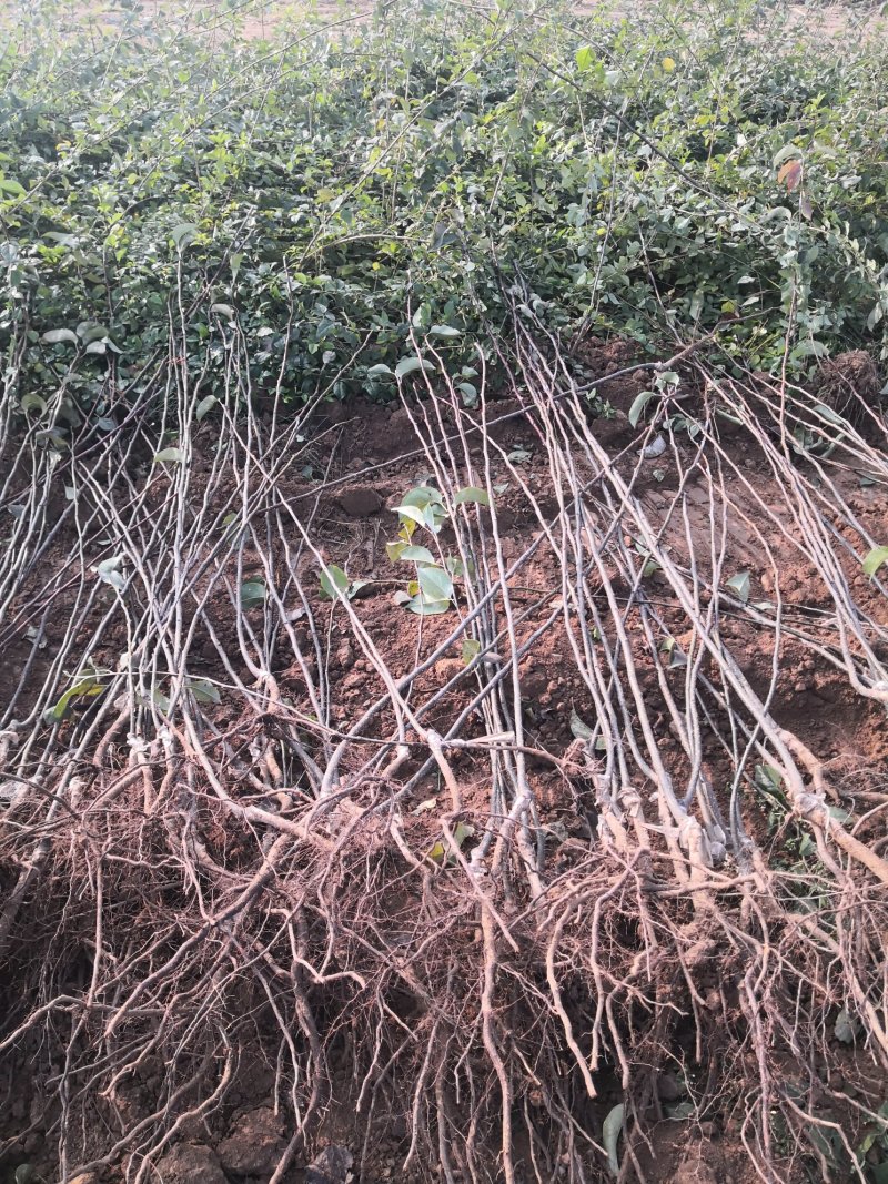 红香酥梨树苗1-3年苗品种纯保湿发货成活率高花根苗