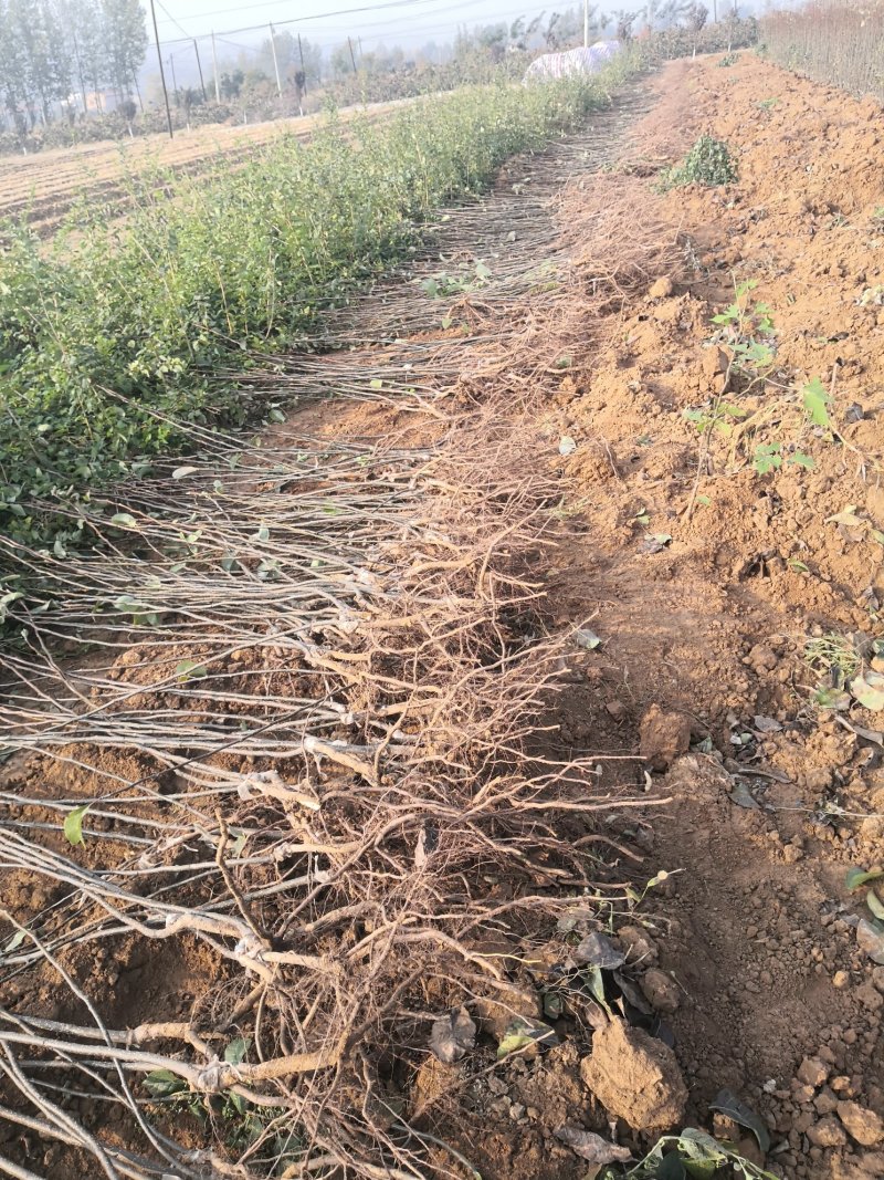 红香酥梨树苗1-3年苗品种纯保湿发货成活率高花根苗