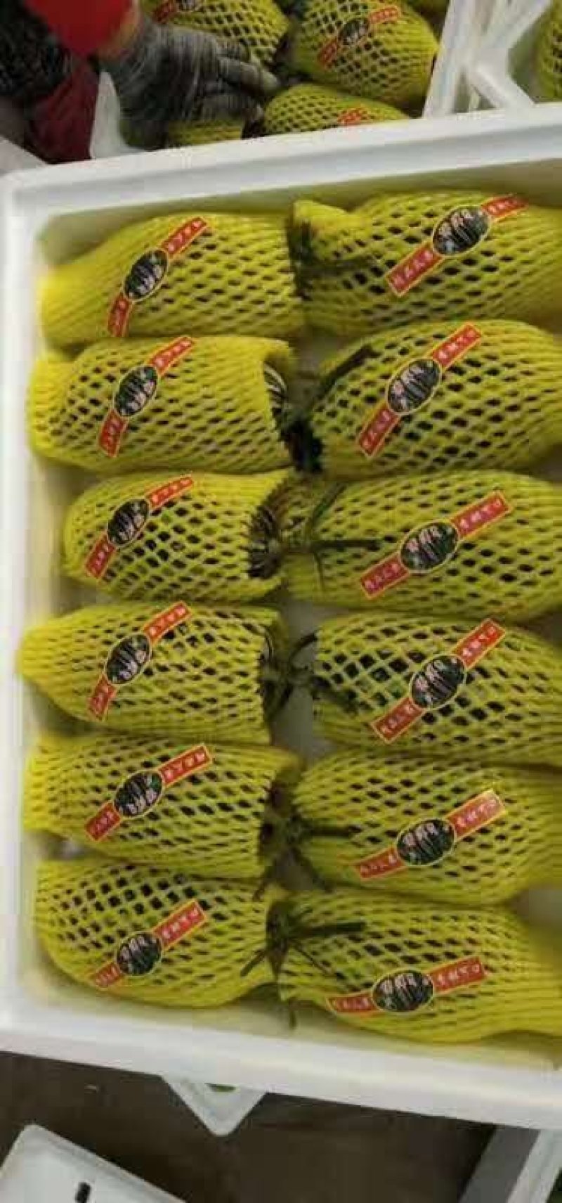 精品博洋9号甜瓜大量供应中产地直发，承接电商微商平台对接