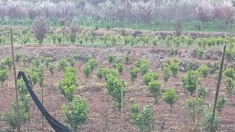 春见耙耙柑苗产地直供免费技术指导支持线上保障交易
