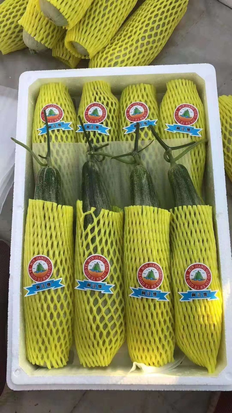 精品羊角蜜甜瓜1斤以上货源充足价格便宜承接电商微商对接