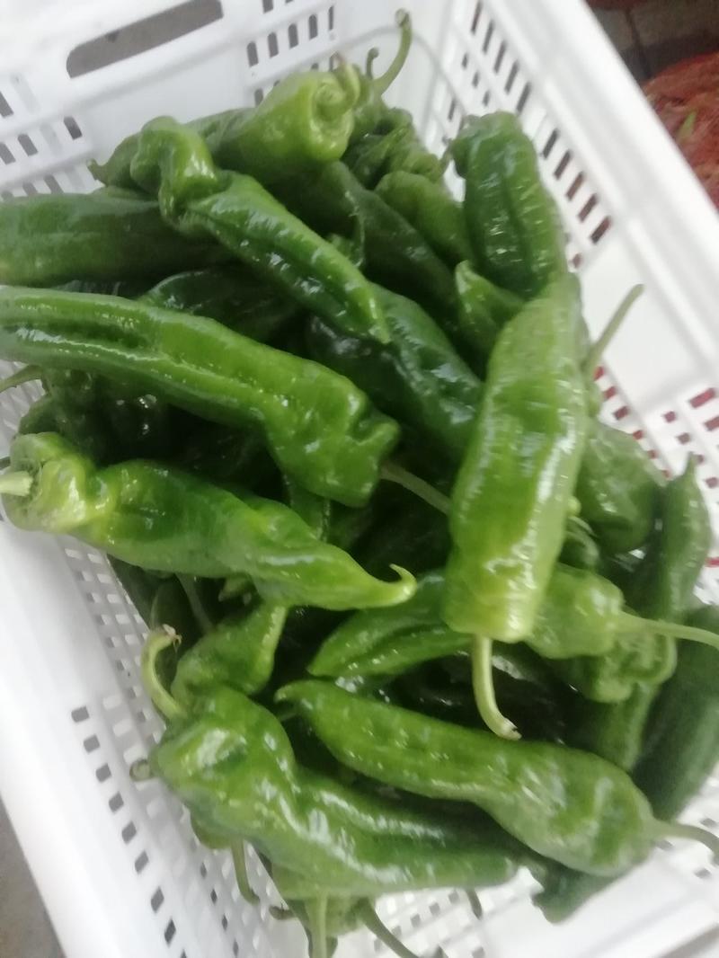 【推荐】大青椒一一产地直供价格便宜质量保证！江苏东台！