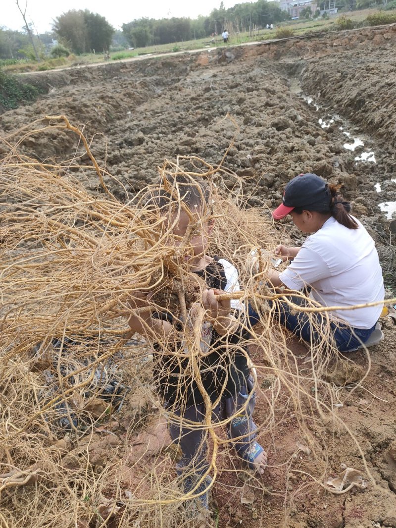 长期挖新鲜五指毛桃，专业供应地摊货工厂货档口货