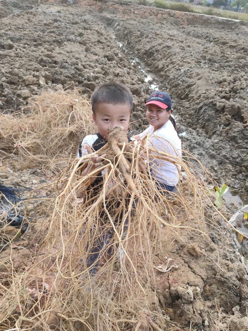长期挖新鲜五指毛桃，专业供应地摊货工厂货档口货
