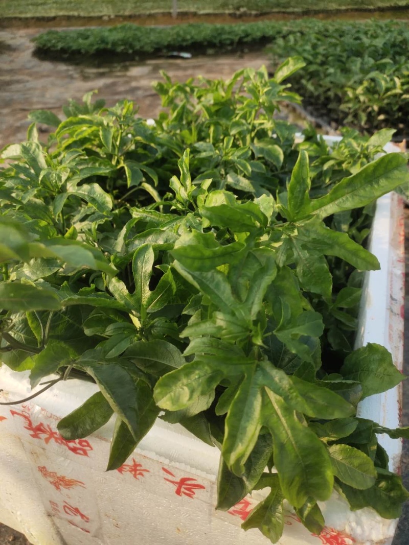 钦蜜黄金百香果苗蜂蜜黄金百香果新品上市钦蜜9号百香果苗
