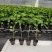 钦蜜黄金百香果苗蜂蜜黄金百香果新品上市钦蜜9号百香果苗