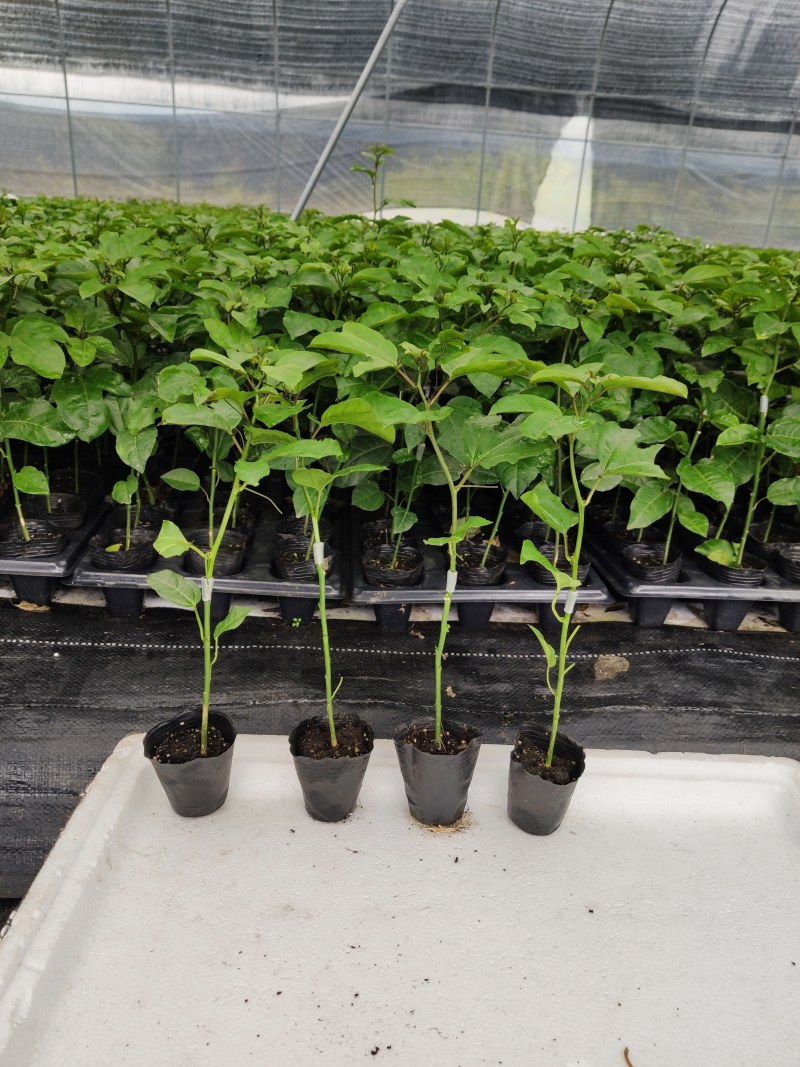钦蜜黄金百香果苗蜂蜜黄金百香果新品上市钦蜜9号百香果苗