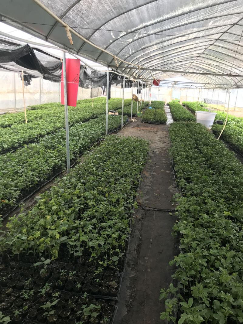 钦蜜黄金百香果苗蜂蜜黄金百香果新品上市钦蜜9号百香果苗