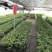 钦蜜黄金百香果苗蜂蜜黄金百香果新品上市钦蜜9号百香果苗
