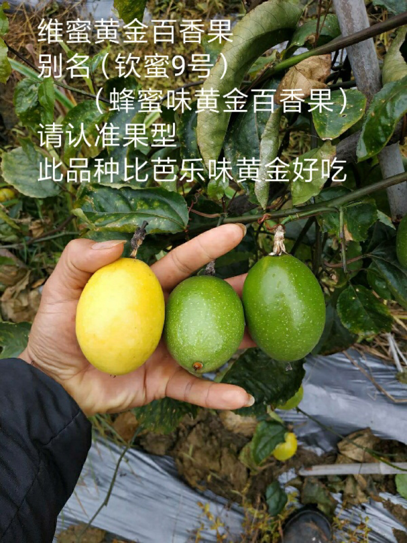 钦蜜黄金百香果苗蜂蜜黄金百香果新品上市钦蜜9号百香果苗