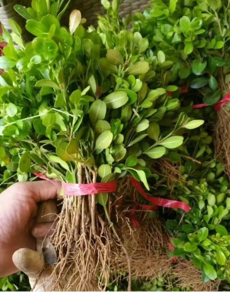 【推荐】黄杨苗，瓜子黄杨苗，小叶黄杨苗，高山黄杨