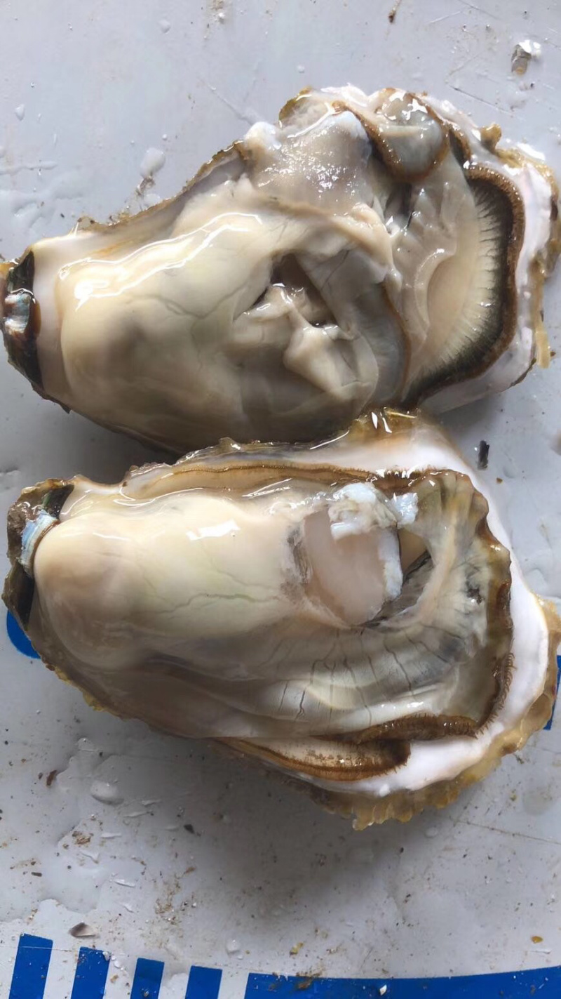 乳山黄金牡蛎