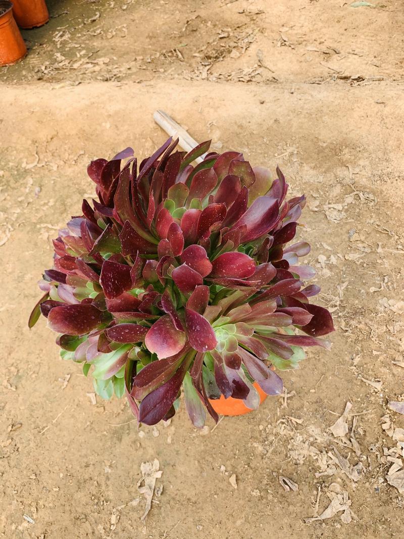 老桩多肉植物欧版紫羊绒法师手捧花行花型周正