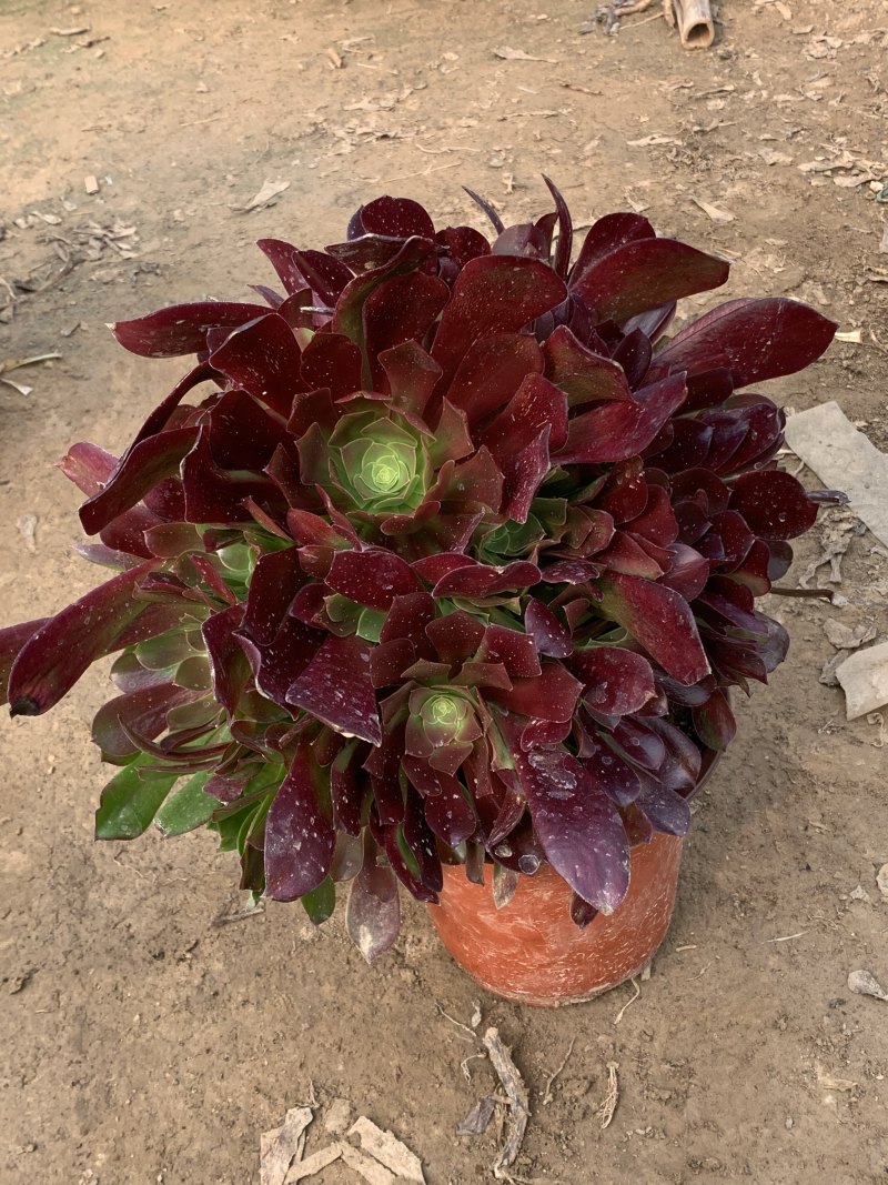 老桩多肉植物欧版紫羊绒法师手捧花行花型周正