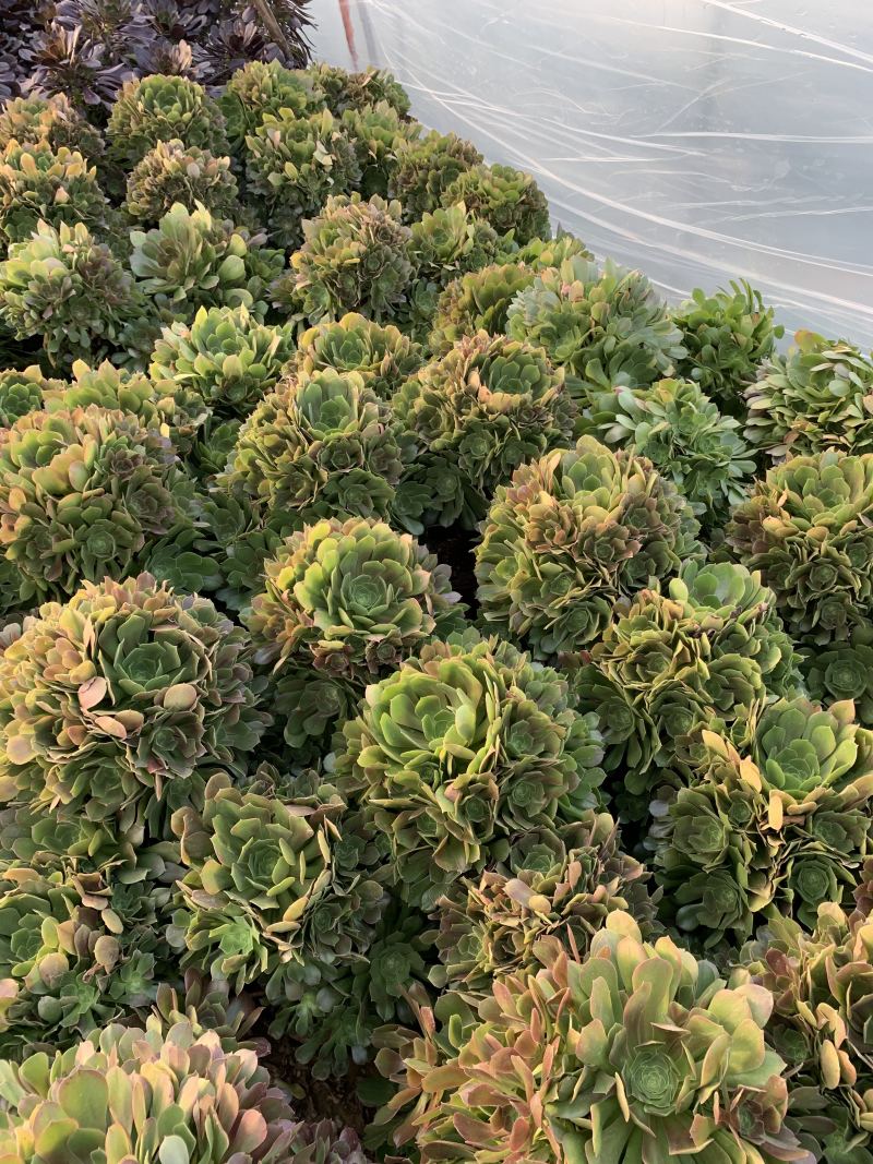 老桩多肉植物欧版紫羊绒法师手捧花行花型周正