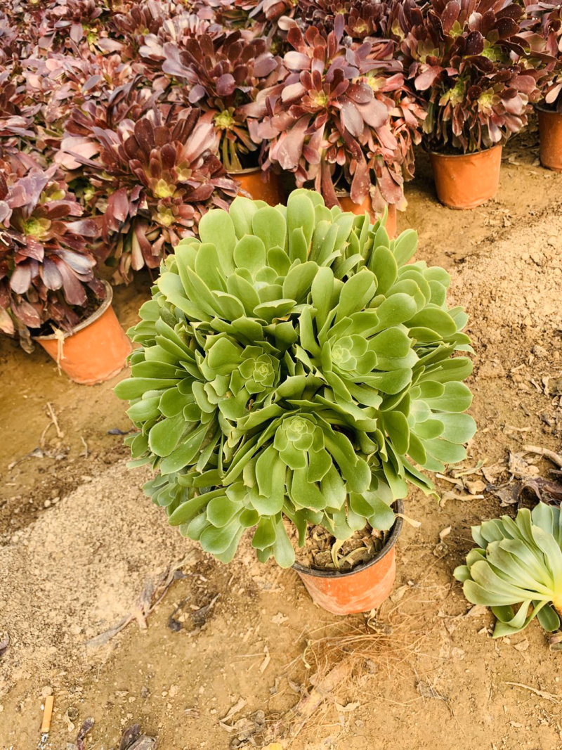 老桩多肉植物欧版紫羊绒法师手捧花行花型周正
