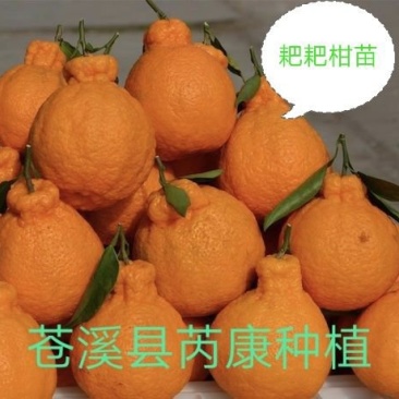 春见耙耙柑苗产地直供免费技术指导支持线上保障交易