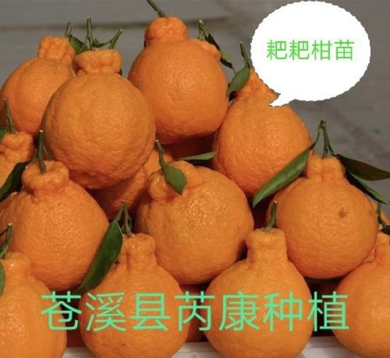 春见耙耙柑苗产地直供免费技术指导支持线上保障交易