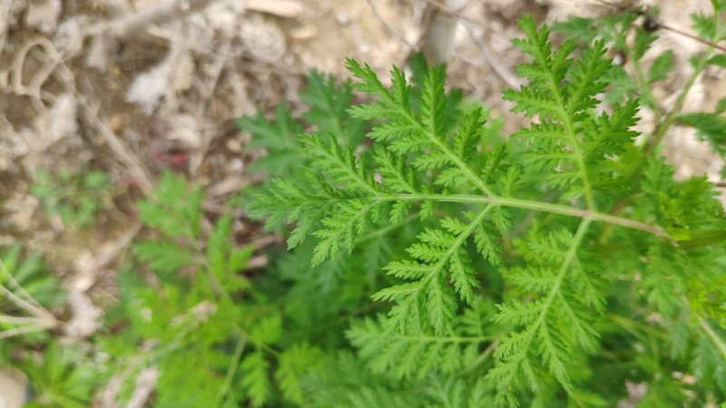 野生新鲜青蒿500克包邮药材黄蒿香蒿苦蒿臭蒿驱蚊泡