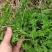 野生新鲜青蒿500克包邮药材黄蒿香蒿苦蒿臭蒿驱蚊泡