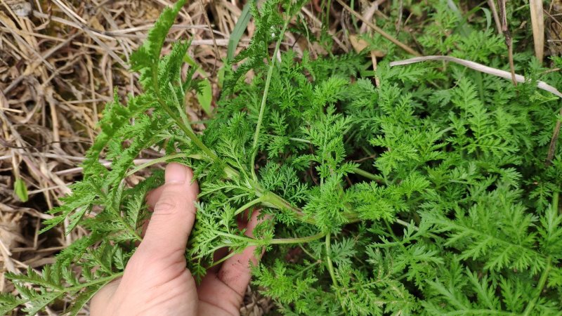 野生新鲜青蒿500克包邮药材黄蒿香蒿苦蒿臭蒿驱蚊泡