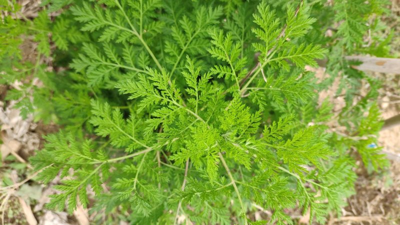 野生新鲜青蒿500克包邮药材黄蒿香蒿苦蒿臭蒿驱蚊泡