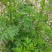 野生新鲜青蒿500克包邮药材黄蒿香蒿苦蒿臭蒿驱蚊泡