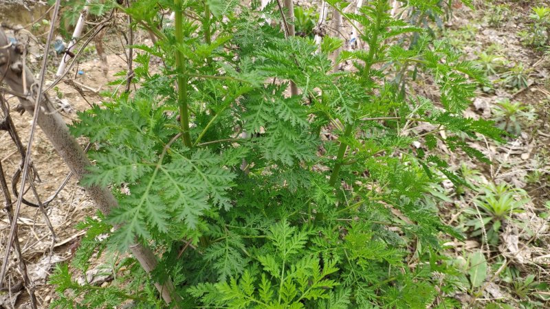 野生新鲜青蒿500克包邮药材黄蒿香蒿苦蒿臭蒿驱蚊泡