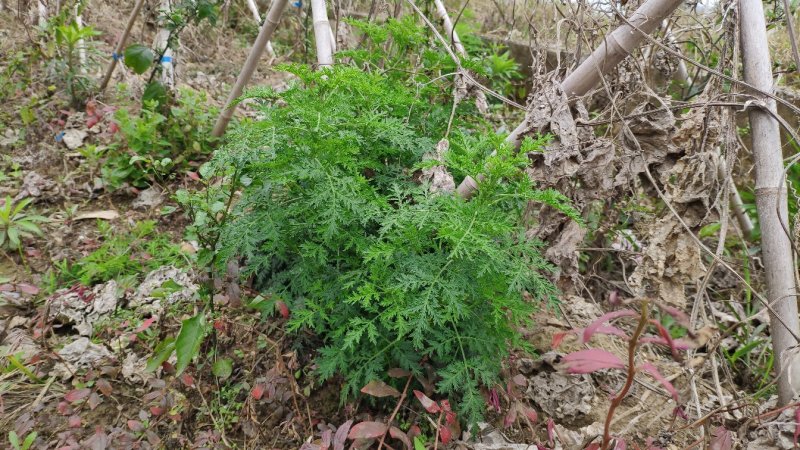野生新鲜青蒿500克包邮药材黄蒿香蒿苦蒿臭蒿驱蚊泡