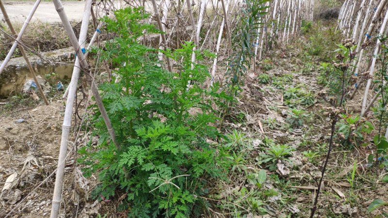 野生新鲜青蒿500克包邮药材黄蒿香蒿苦蒿臭蒿驱蚊泡
