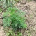 野生新鲜青蒿500克包邮药材黄蒿香蒿苦蒿臭蒿驱蚊泡