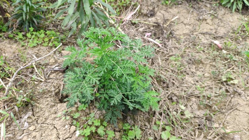 野生新鲜青蒿500克包邮药材黄蒿香蒿苦蒿臭蒿驱蚊泡