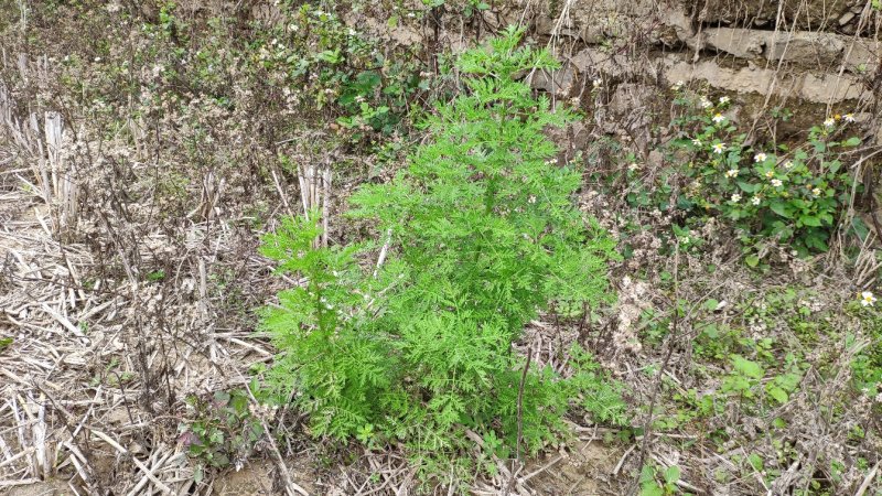 野生新鲜青蒿500克包邮药材黄蒿香蒿苦蒿臭蒿驱蚊泡