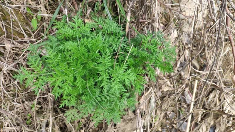 野生新鲜青蒿500克包邮药材黄蒿香蒿苦蒿臭蒿驱蚊泡