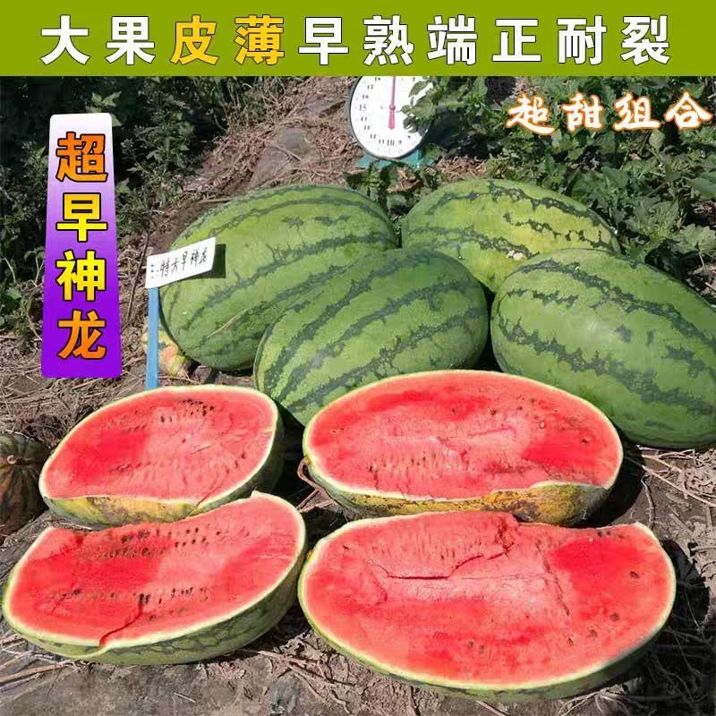 特大早熟西瓜种子椭圆花皮红心皮薄耐裂超早神龙原装千粒水果