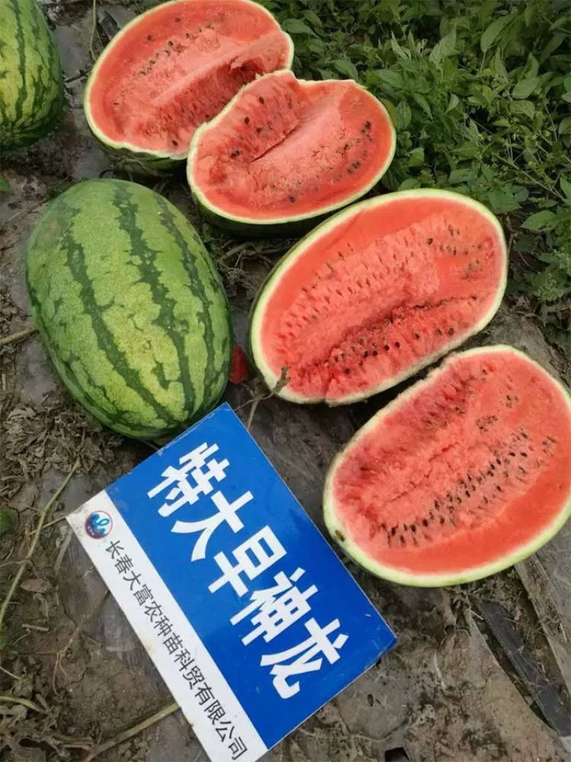特大早熟西瓜种子椭圆花皮红心皮薄耐裂超早神龙原装千粒水果