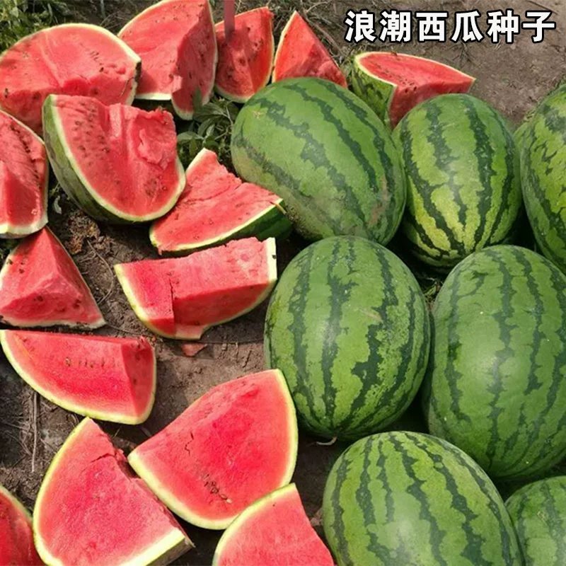 特大早熟西瓜种子椭圆花皮红心皮薄耐裂超早神龙原装千粒水果