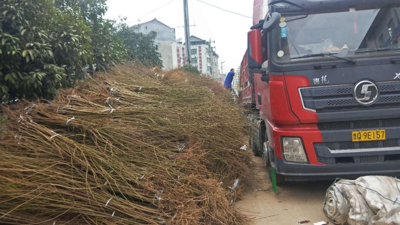 蜂糖李苗产地直供免费技术指导支持线上保障交易