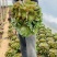 老桩多肉植物法师荷兰圆叶玫瑰手捧花型尺寸大花型周正