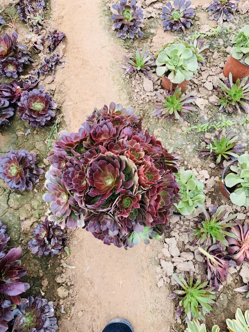 老桩多肉植物法师荷兰圆叶玫瑰手捧花型尺寸大花型周正