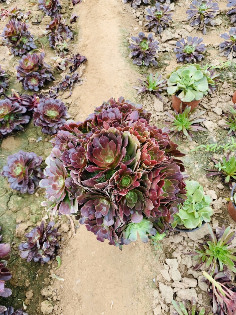 老桩多肉植物法师荷兰圆叶玫瑰手捧花型尺寸大花型周正