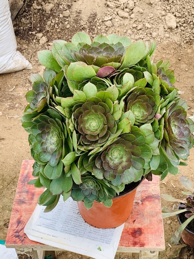 老桩多肉植物法师荷兰圆叶玫瑰手捧花型尺寸大花型周正