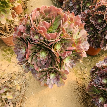 老桩多肉植物法师荷兰圆叶玫瑰手捧花型尺寸大花型周正