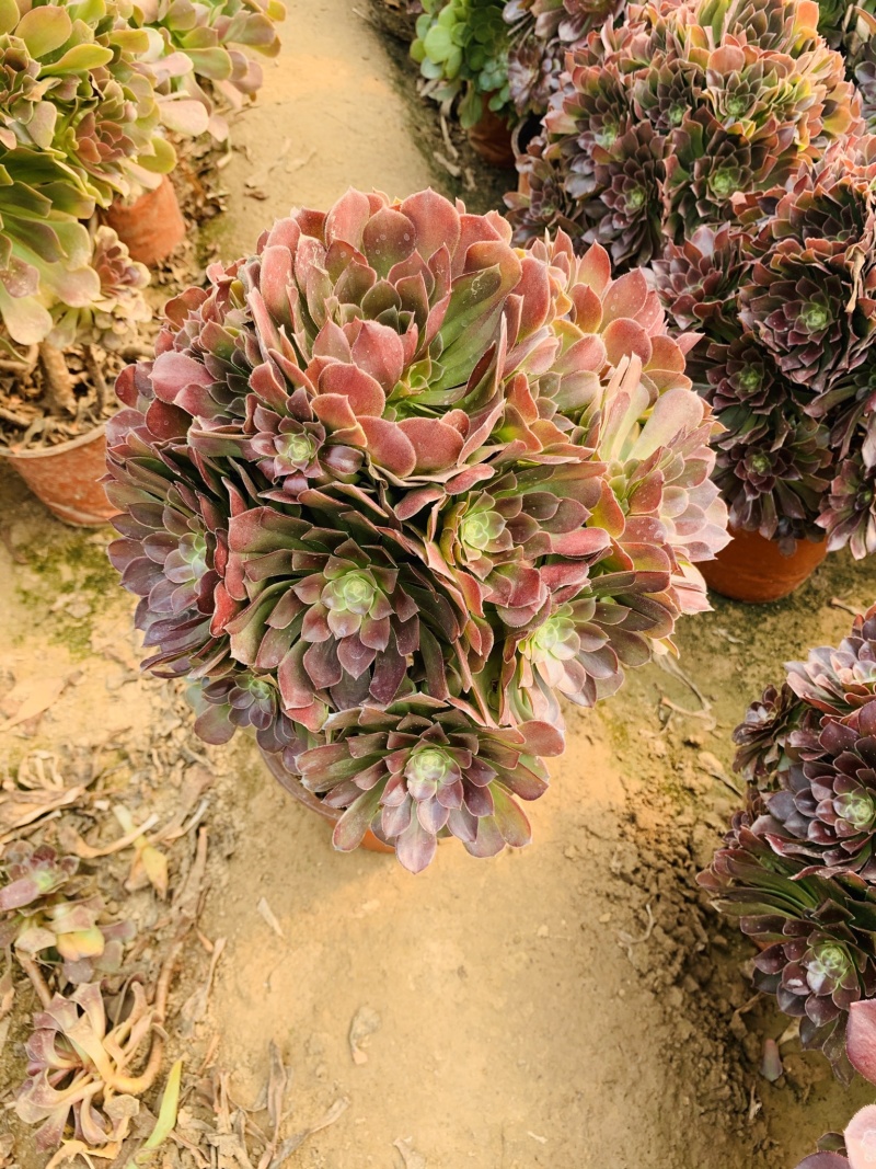 老桩多肉植物法师荷兰圆叶玫瑰手捧花型尺寸大花型周正
