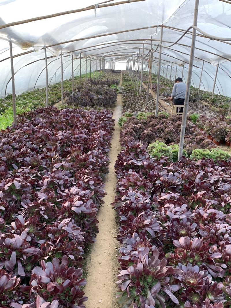 老桩多肉植物法师荷兰圆叶玫瑰手捧花型尺寸大花型周正