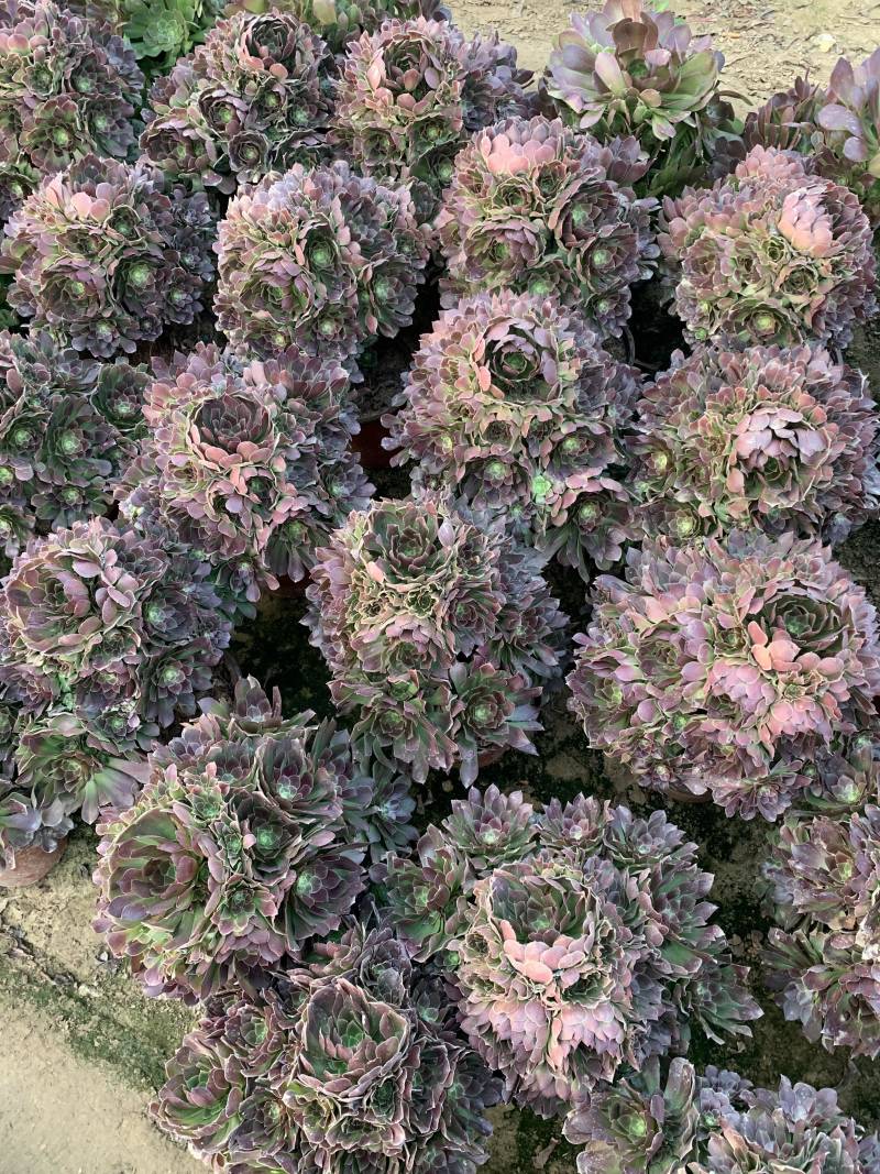 老桩多肉植物法师荷兰圆叶玫瑰手捧花型尺寸大花型周正