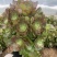 老桩多肉植物法师荷兰圆叶玫瑰手捧花型尺寸大花型周正