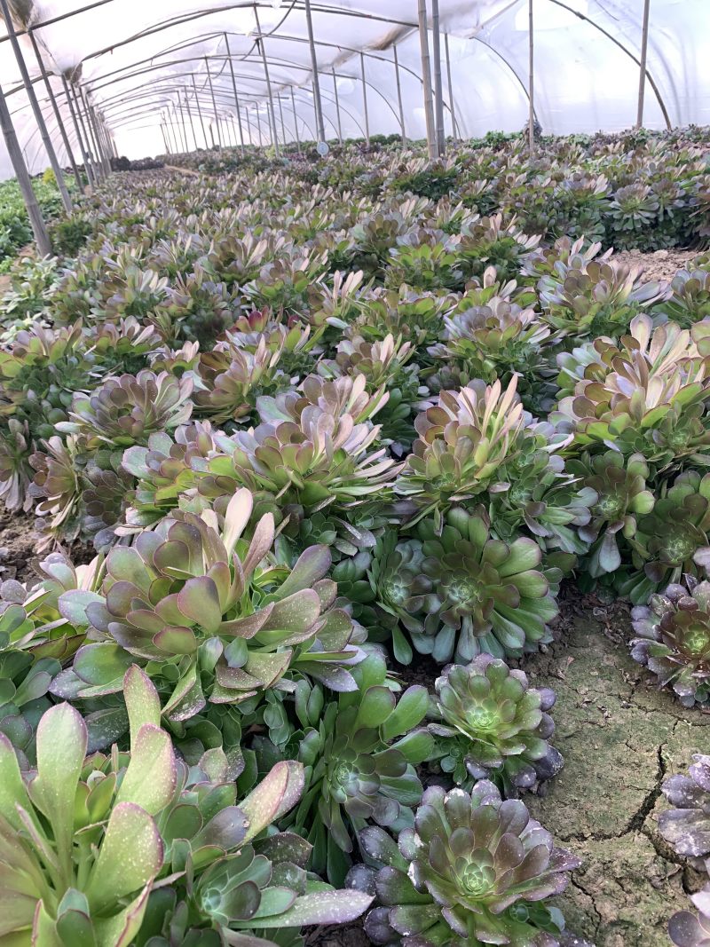 老桩多肉植物法师荷兰圆叶玫瑰手捧花型尺寸大花型周正