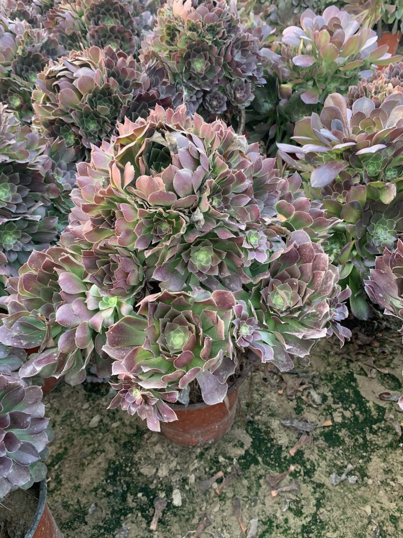 老桩多肉植物法师荷兰圆叶玫瑰手捧花型尺寸大花型周正