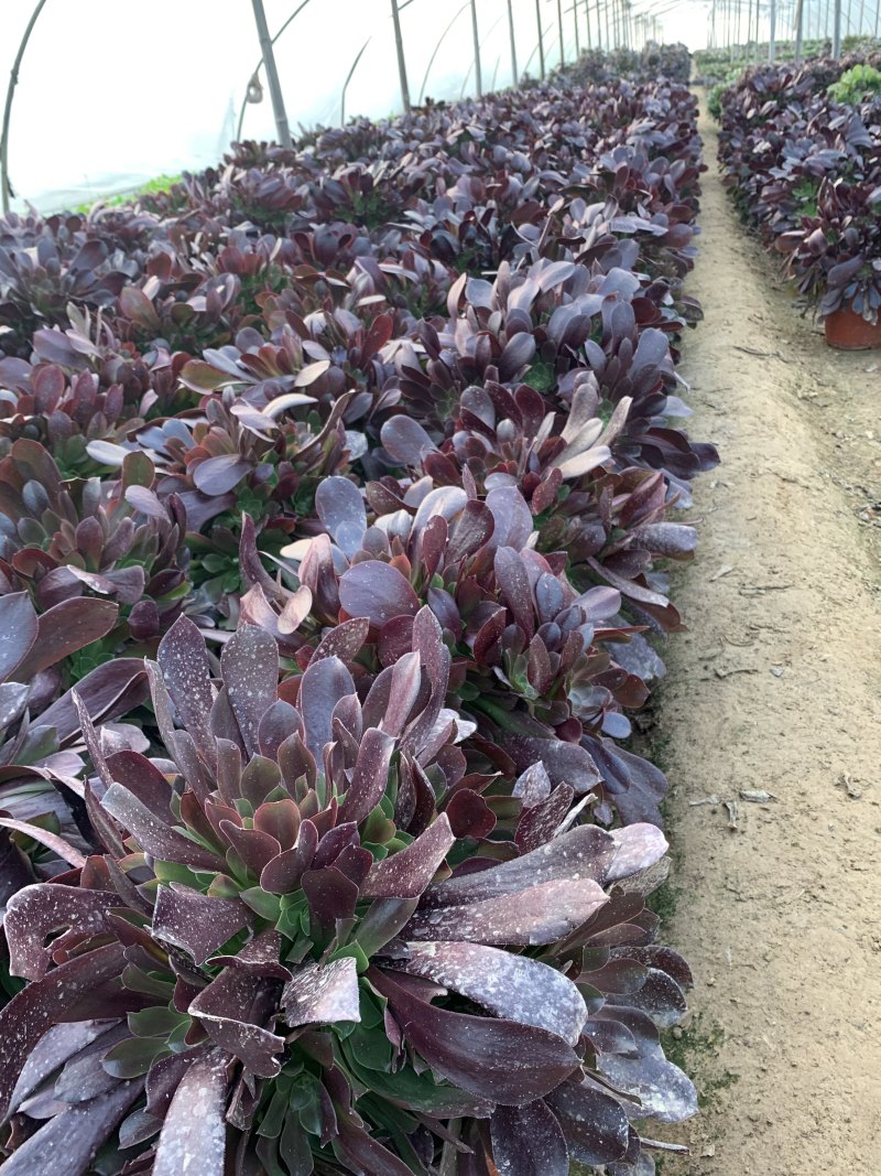 老桩多肉植物法师荷兰圆叶玫瑰手捧花型尺寸大花型周正